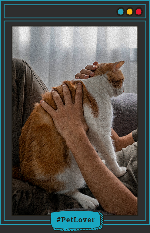 plan de pérdida de peso para gatos